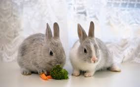 rabbit-arnab