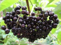 europe elderberry